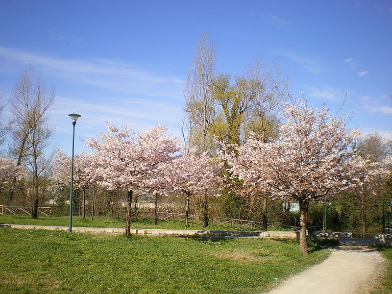 File:Area verde Lucento.JPG