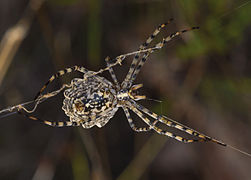 Argiope lobata, female. Villeveyrac 01.jpg