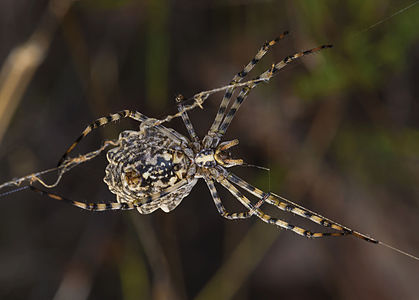 Argiope lobata, female