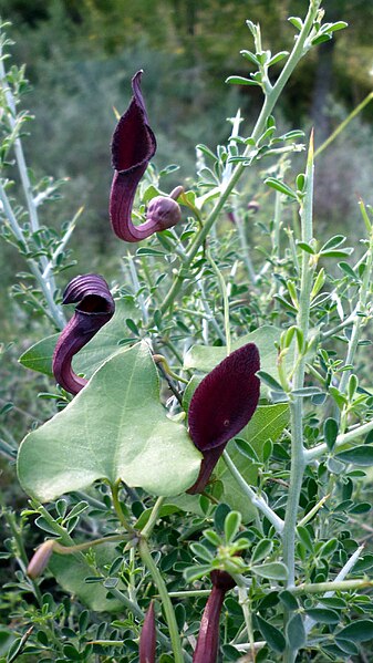 File:Aristolochia baetica2441.JPG