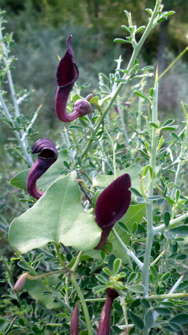 Aristolochia Baetica Wikiwand