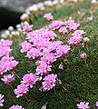 Armeria juniperifolia Botanischen Garten Dresden - Germany