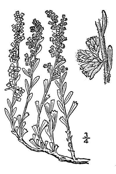 File:Artemisia bigelovii BB-1913.jpg