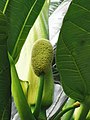 Artocarpus altilis Mian Bao Shu 20210412100900 02.jpg