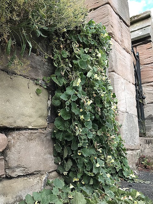 Detail of cascading stems of church gate specimen