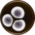Aspergillus chinensis growing on MEAOX plate