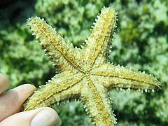 File:Asteropsis carinifera - Lizard Island 02.jpeg (Category:Asteropsis carinifera)