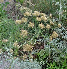 Astrodaucus orientalis