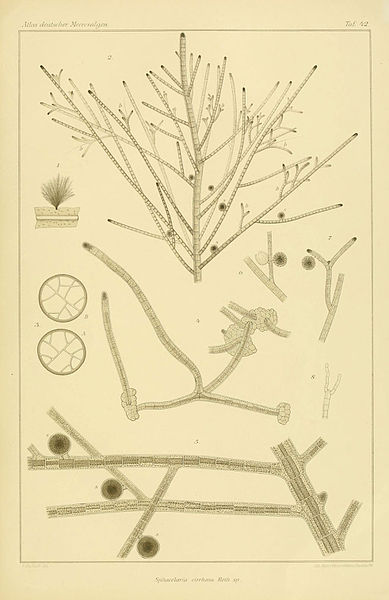 File:Atlas deutscher Meeresalgen (Taf. 42) (6358289727).jpg