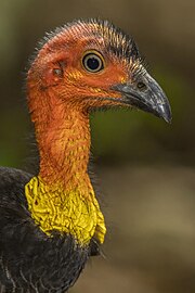 Australian brushturkey Alectura lathami ♀