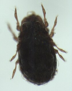 Carabodidae Family of mites