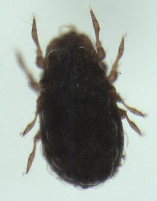 <span class="mw-page-title-main">Carabodidae</span> Family of mites