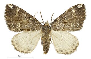 <i>Austrocidaria haemophaea</i> Species of moth endemic to New Zealand