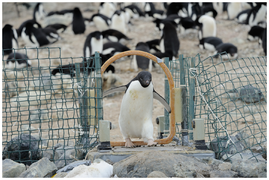 September 10: Adélie penguin being weighed in a checkpoint