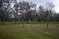 Fresneda (Fraxinus angustifolia) y zona de meriendas en el Parque del Soto