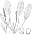 1.10 Category:Potamogeton varians Fig. 183