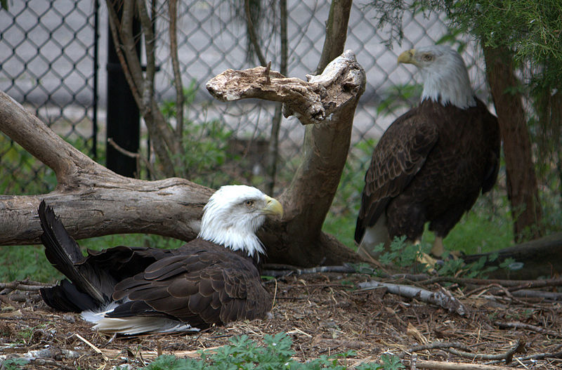 File:Bald eagles (4531333998).jpg