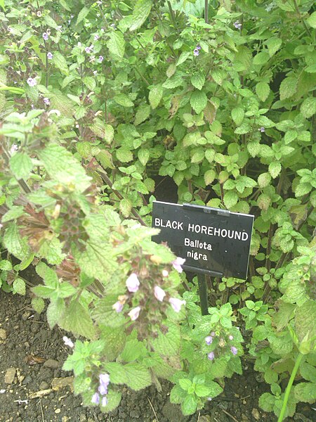 File:Ballota Nigra in Hardwick Hall garden 2012.jpg