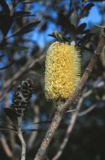 Thumbnail for File:Banksia integrifolia inflorescence Middle Rocks Camp Fraser Island Queensland August 1987 IMG 0001.tif