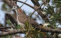 Bar-Shouldered Dove, Byron Bay NSW - Australia, April 22 2014. (14687821014).jpg