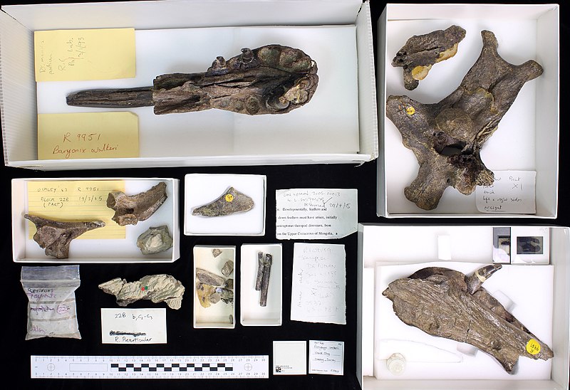 File:Baryonyx snout and other skeletal elements.jpg