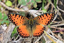 Baumannova horská fritillary (Issoria baumanni excelsior) .jpg