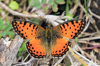 <i>Issoria</i> Genus of brush-footed butterflies