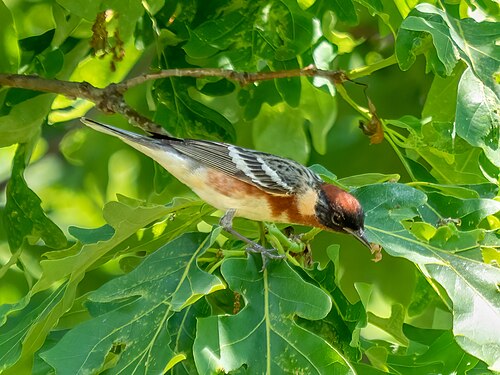 Bay-breasted warbler foraging in Prospect Park