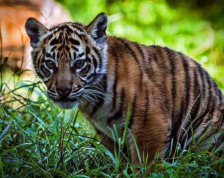 Tập tin:Beautiful Sumatran Tiger Cub (9711349588).jpg