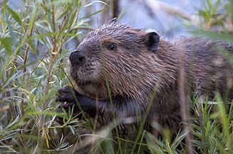 An American Beaver among grasses.