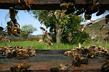 Bienenstock, Bienenstock, Bienen, Bienen
