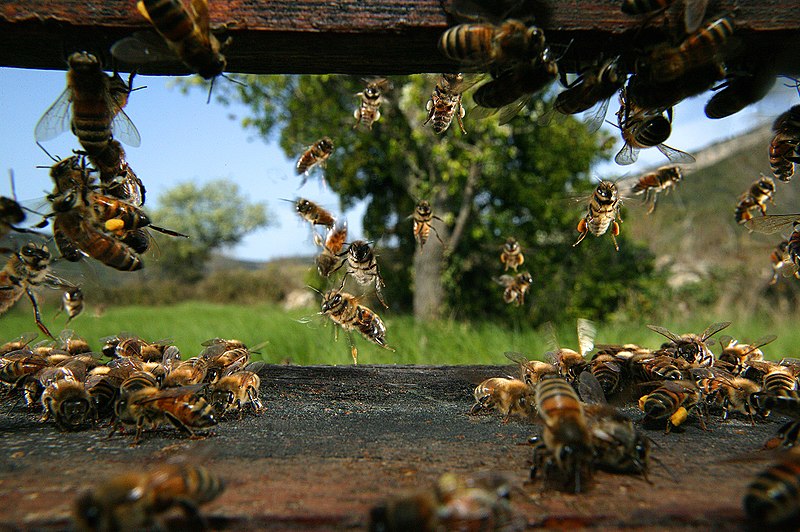 File:BeeHive.jpg