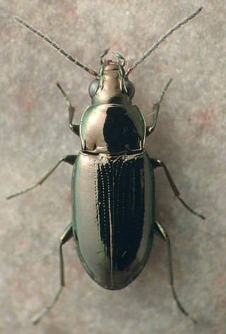 <i>Bembidion nitidum</i> Species of beetle