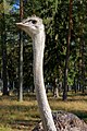 Białowieża Forest Ostrich 11135 2150.jpg