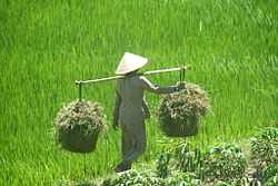 Agricoltore nella provincia di Binh Dinh