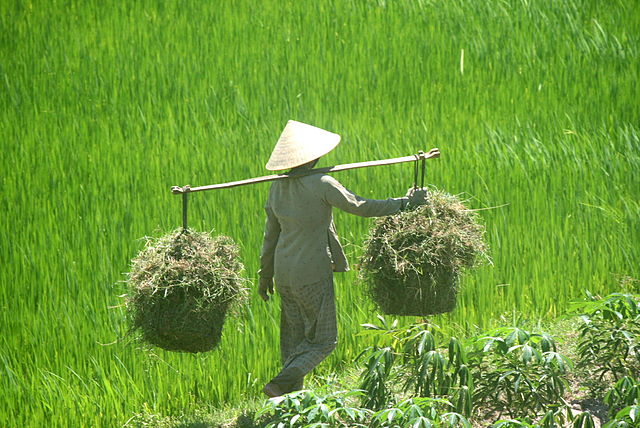 Farmer in Bình Định province