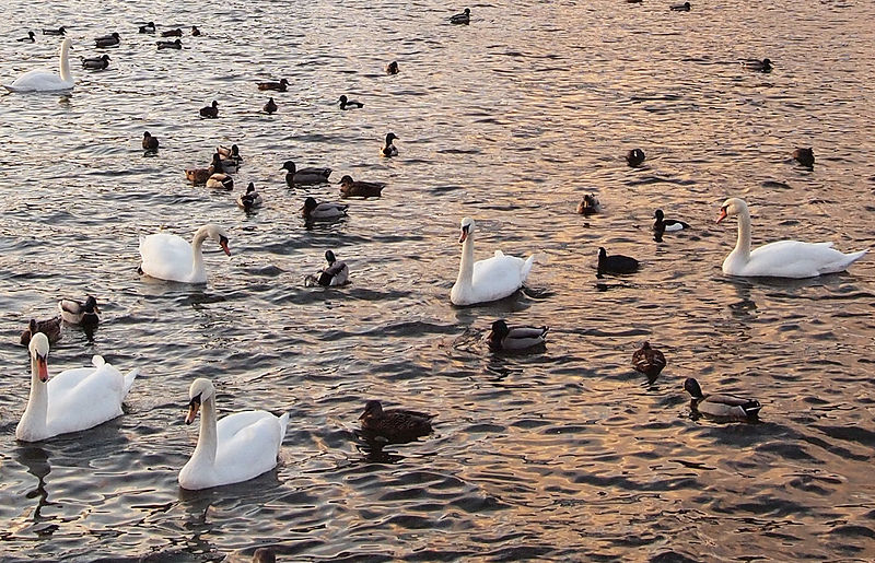 File:Birds in Stockholm.jpg