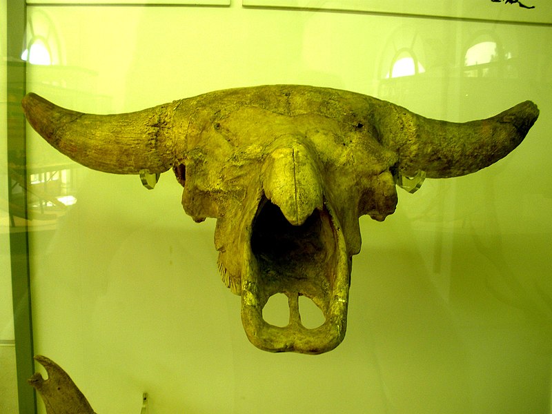 File:Bison priscus.JPG