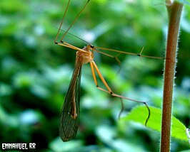 Bittacus banksi