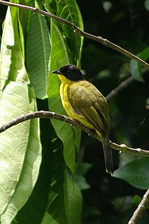 <span class="mw-page-title-main">Black-capped bulbul</span> Species of bird