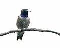 Thumbnail for File:Black-chinned Hummingbird (52850312400).jpg