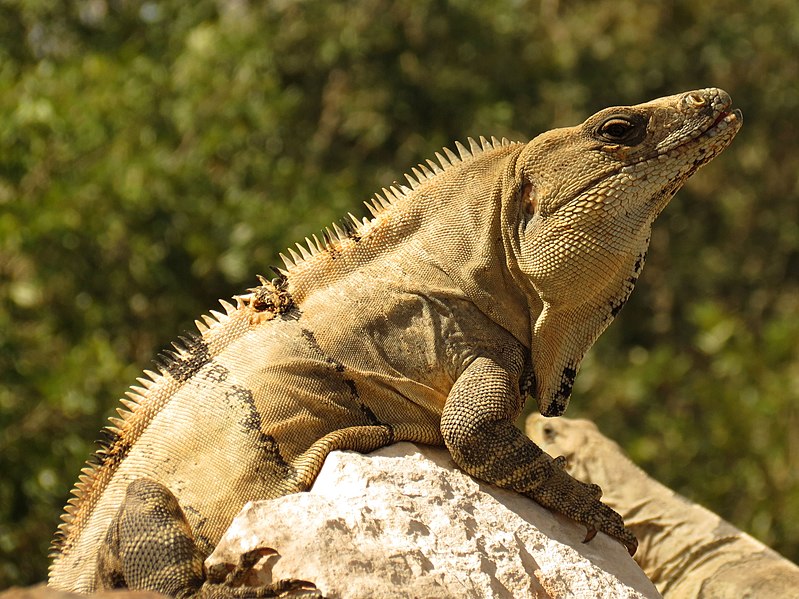 File:Black Spiny-tailed Iguana (16422875267).jpg