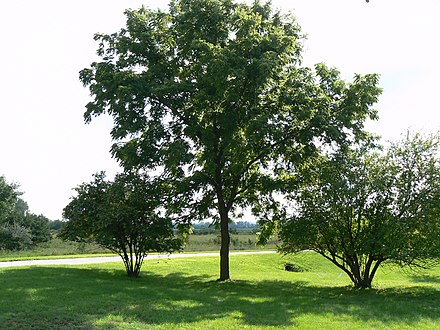 The black walnut secretes a chemical from its roots that harms neighboring plants, an example of antagonism.