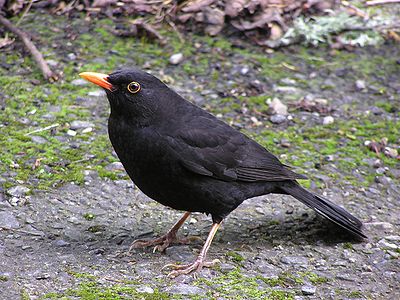 Male blackbird