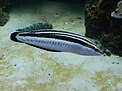 Blackstripe Coris (Coris flavovittota) - GRB.JPG