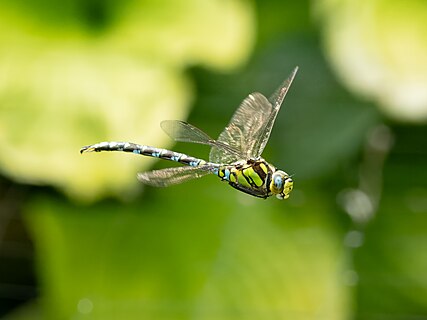 Blue-green mosaic damselfly over a pond in Bavaria