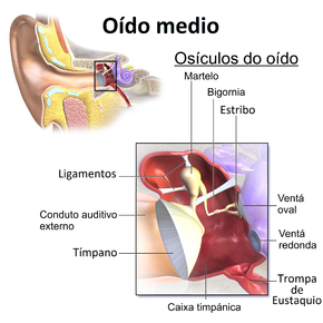 Oído