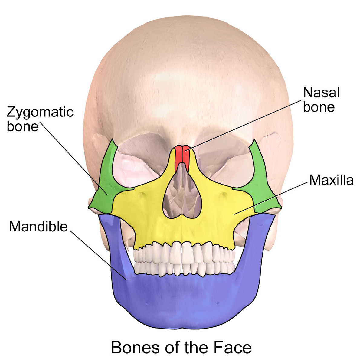 Maxilla - Wikipedia