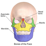 The muscles of the face are important when engaging in facial expressions.