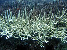 Bleached Staghorn coral in the Great Barrier Reef. Bleached Staghorn Coral.jpg